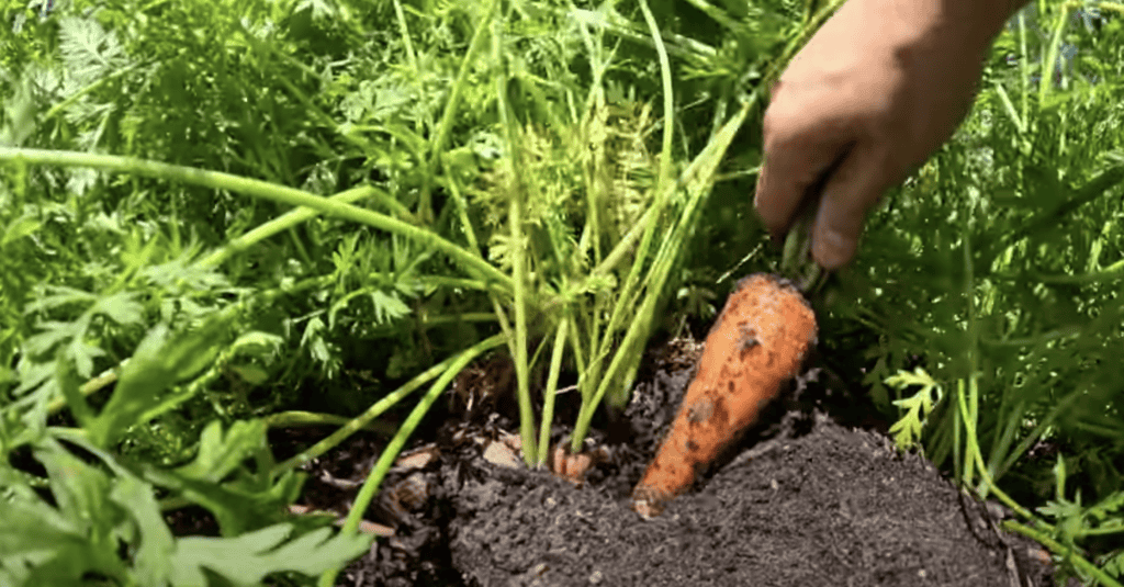 Harvesting Carrots